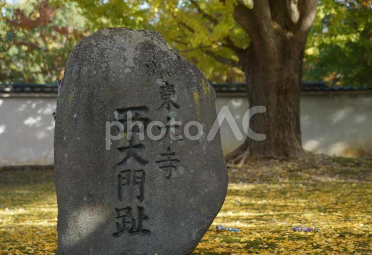 東大寺の西大門跡のイチョウの黄葉 奈良,東大寺,イチョウの写真素材