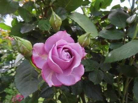 Pink Roses, JPG Pink Roses, JPG