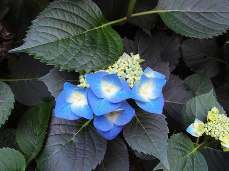 青いあじさいの写真