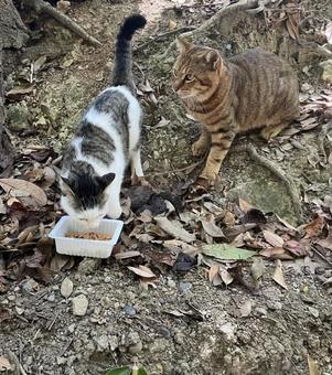 餌を食べる2匹の野良猫 野良猫,動物,可愛いの写真素材
