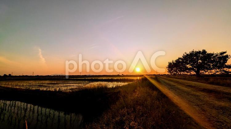 黄金色の光に包まれる日本の田舎道 水田,田んぼ,夕焼けの写真素材