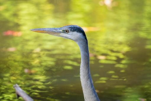 Close-up of a Grey Heron, JPG