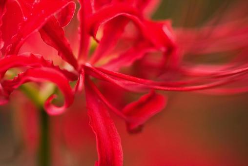 お彼岸に赤色に染める曼殊沙華 お彼岸に赤色に染める曼殊沙華の写真