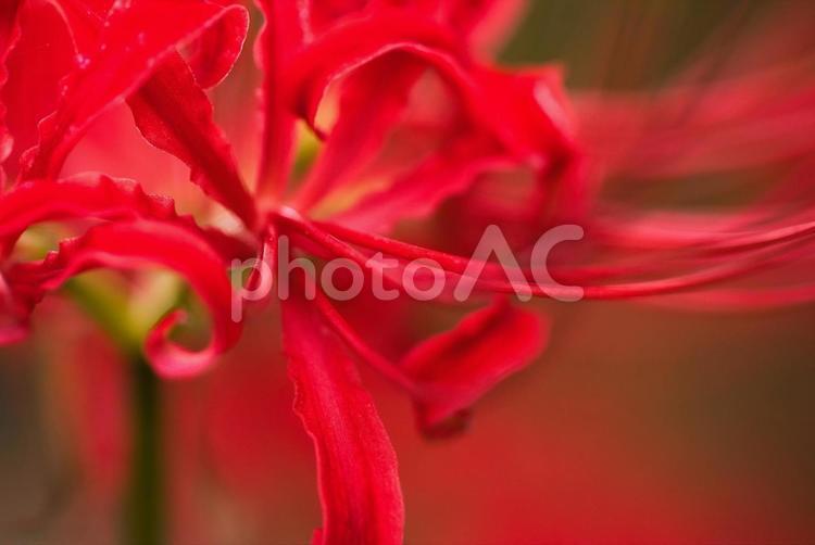 お彼岸に赤色に染める曼殊沙華 ヒガンバナ,自然,秋の風景の写真素材