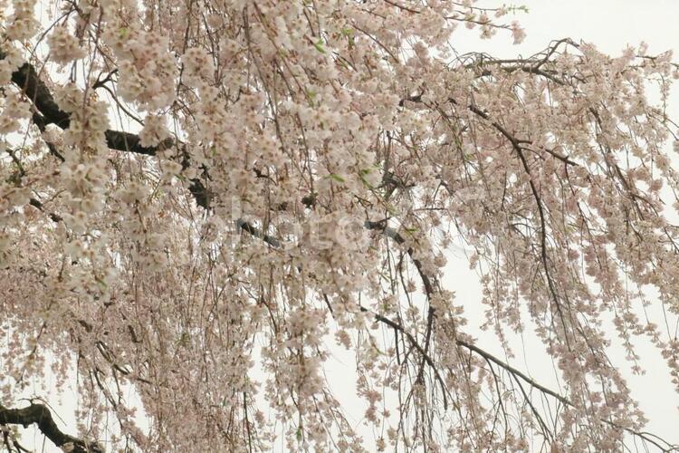 しだれ桜 しだれ桜,そよぐ,たいぼくの写真素材