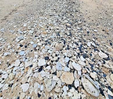 海岸の石　テクスチャ 海岸,石,珊瑚の写真素材