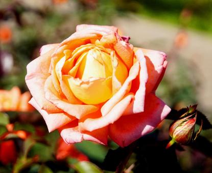 薔薇 薔薇の写真