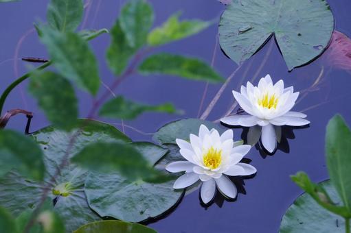 Water lily, JPG