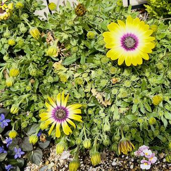 花壇の花 花壇の花の写真