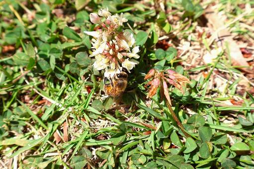 "Spring honeybees" collecting nectar from white clover, JPG "Spring honeybees" collecting nectar from white clover, JPG
