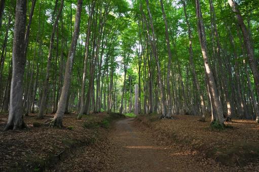 森の中の小道 森,森林,自然の写真素材