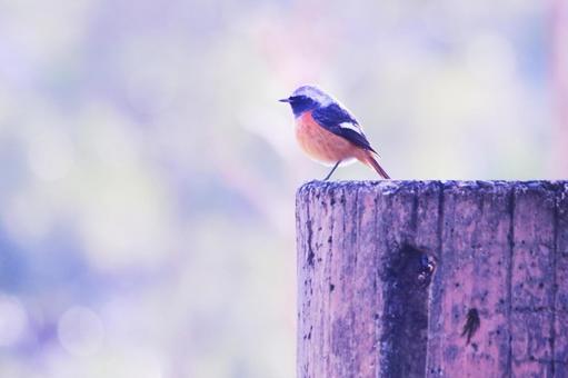 遠くを見つめるジョウビタキ 遠くを見つめるジョウビタキ 野鳥,ジョウビタキ,鳥の写真素材