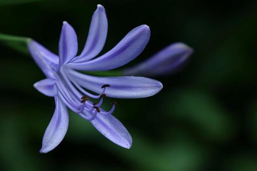 Photo, agapanthus, purple clam, murasaki kunsiran, 