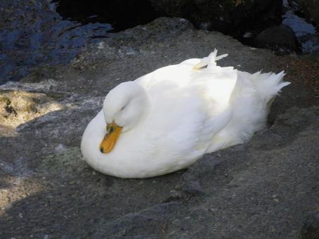 岩の上で丸くなって眠る白いアヒル アヒル,カモ,鳥の写真素材