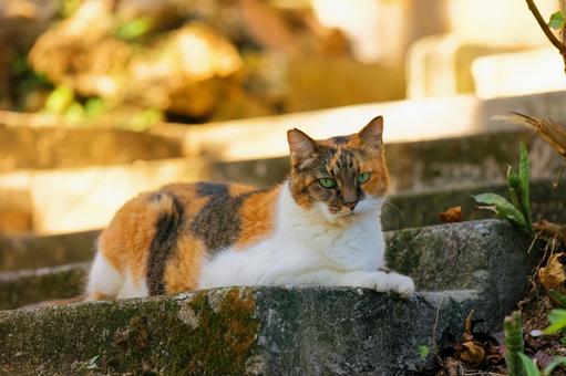 野良猫 野良猫,生き物,動物の写真素材