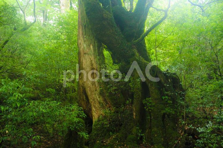 屋久島　白谷雲水峡の大木 大木,白谷雲水峡,屋久島の写真素材
