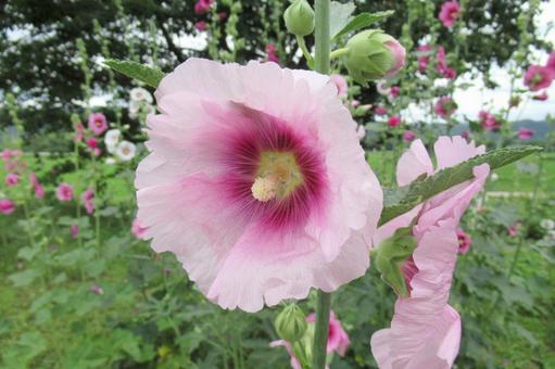 郊外の草地で開花したピンクのタチアオイ 郊外の草地で開花したピンクのタチアオイの写真