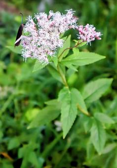 蝶だけではない 蝶だけではない 藤袴,ホタルガ,花の写真素材