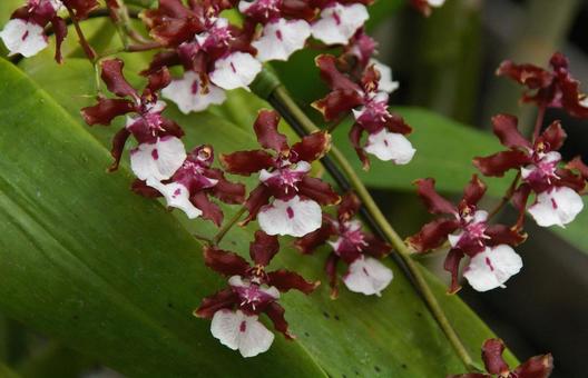 オンシジウム 'シャリー・ベイビー' オンシジウム,シャリー,・ベイビーの写真素材