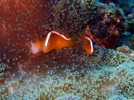 セジロクマノミ クマノミ,魚,沖縄の写真素材