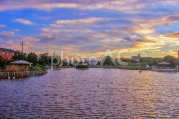 夢の中のような公園 池,公園,市場池公園の写真素材