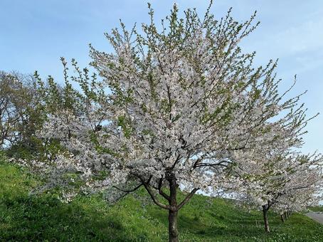 桜の木 桜の木の写真