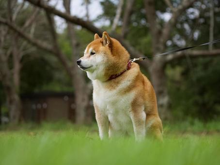 お座りする柴犬 お座りする柴犬 犬,柴犬,可愛い犬の写真素材