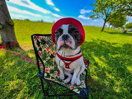 初夏の犬（フレブル&キャンプ）_7 犬,フレブル,肉球の写真素材