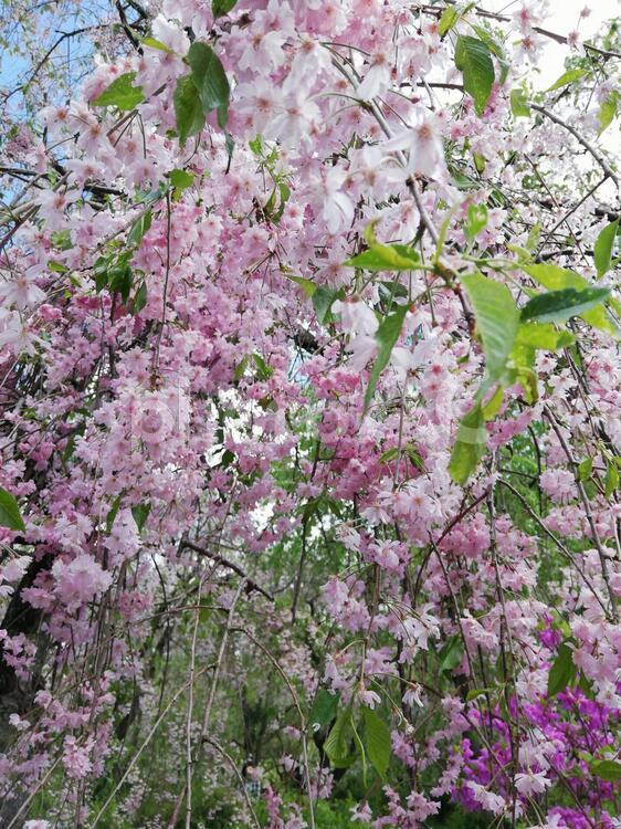 しだれ桜 花,植物,自然の写真素材