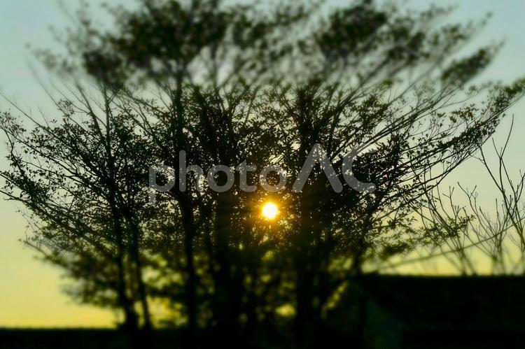 木漏れ日 自然,木漏れ日,風景の写真素材