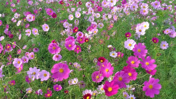 コスモス3 コスモス,秋桜,花の写真素材