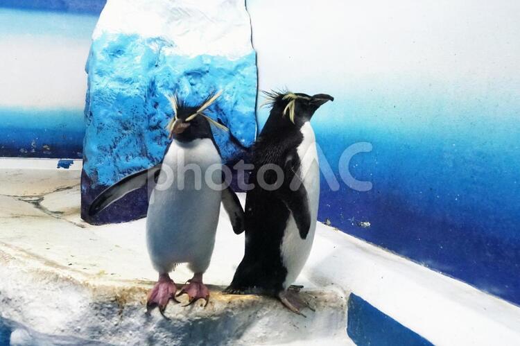 サンピアザ水族館 ペンギン,かわいい,観察の写真素材