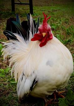 ニワトリ ニワトリ,鳥,鶏冠の写真素材