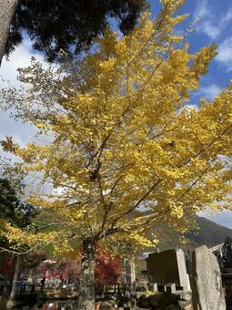 晩秋の田舎 風景,レトロ,ノスタルジーの写真素材
