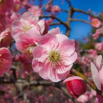 山田池公園梅林の梅の花 山田池公園梅林の梅の花の写真