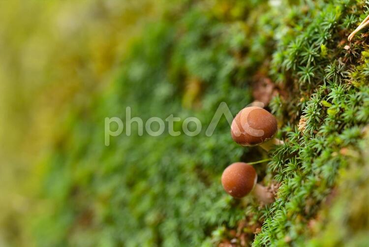 苔に生えるキノコ こけ,苔,コケの写真素材