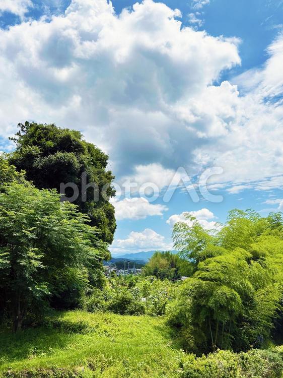 緑あふれる風景 木々,草木,黄の写真素材