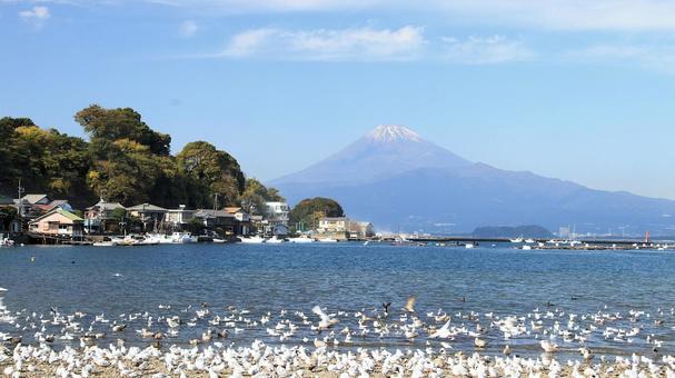 沼津市西浦木負から眺める富士山と渡り鳥 秋,初冬,富士山の写真素材