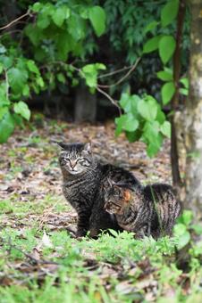 野良猫 野良猫の写真