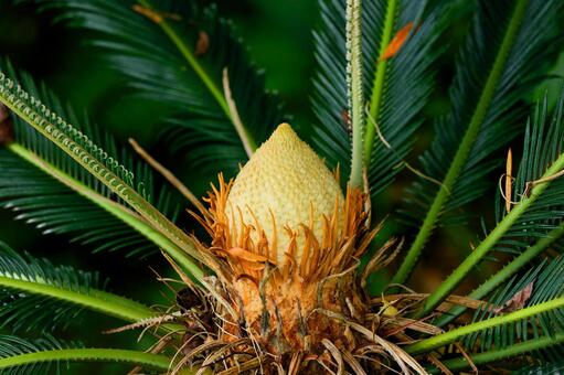 ソテツ（雄花） ソテツ,蘇鉄,植物の写真素材