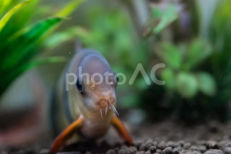 こっちを見ているクラウンローチ クラウンローチ,熱帯魚,魚の写真素材