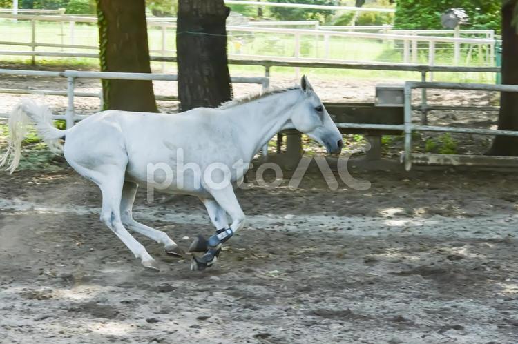 馬場を気持ち良さそうに走る白馬 馬,白馬,鬣の写真素材