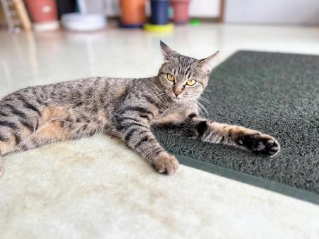 くつろぐノラ猫 ノラ猫,サバトラ猫,くつろぐの写真素材