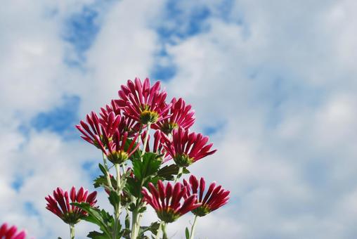 天を仰ぐ菊 ピンク,空,赤の写真素材