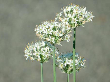 【花の写真】ニラの花 【花の写真】ニラの花の写真