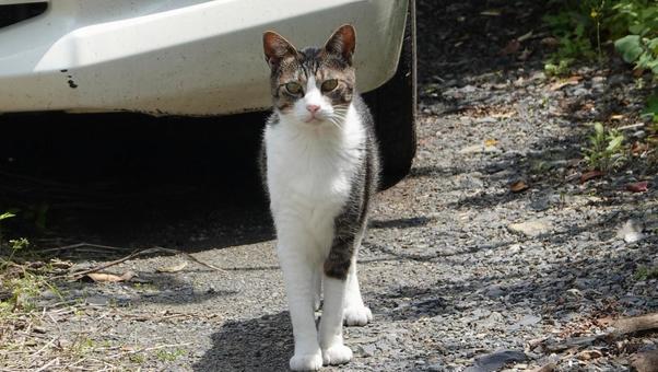 ある日の猫 ある日の猫 猫,可愛い,ペットの写真素材
