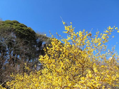 筑波山梅林の蝋梅 ロウバイ,黄色,花の写真素材