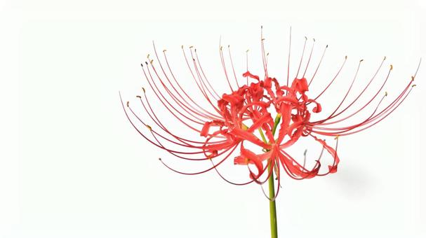 ヒガンバナ (12) ヒガンバナ (12) 赤い花,彼岸花,ヒガンバナの写真素材