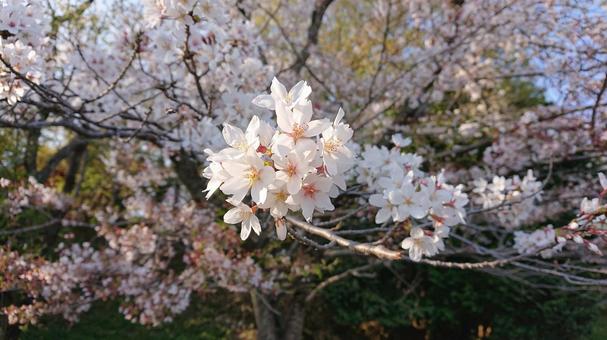 2023_桜④の写真