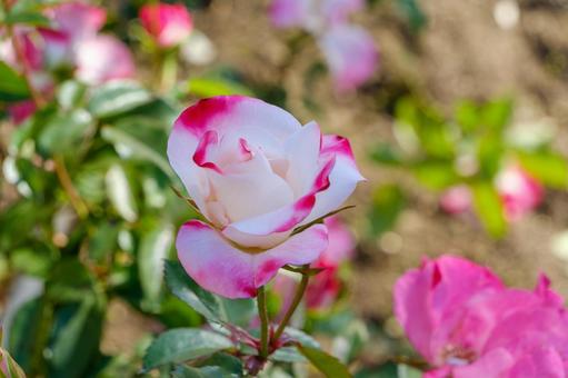 Beautiful white and red winter roses, JPG